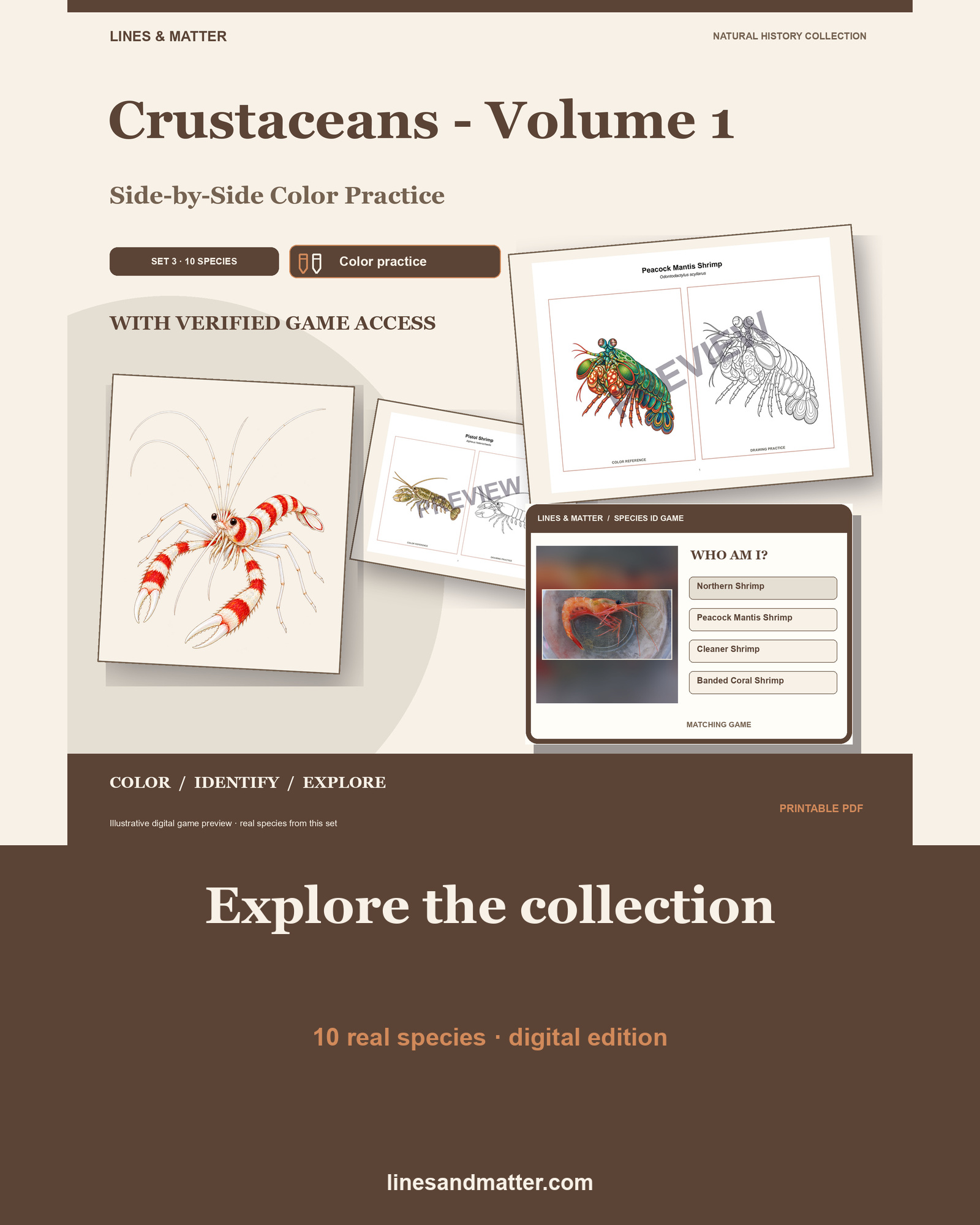 Crustaceans - Volume 1 Coloring Practice Sheets Set 3: 10 Real Species | Printable PDF preview 1