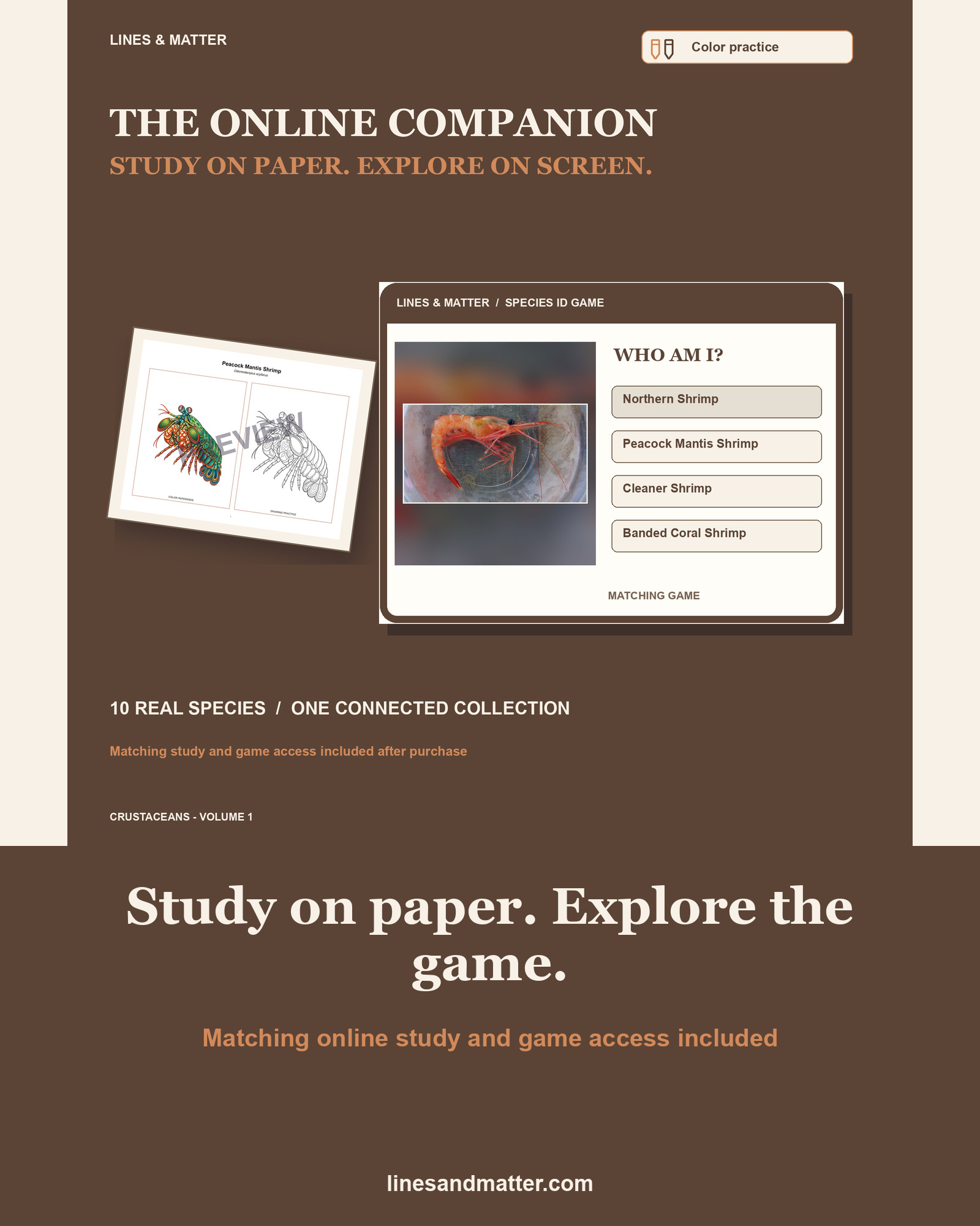 Crustaceans - Volume 1 Coloring Practice Sheets Set 3: 10 Real Species | Printable PDF preview 2