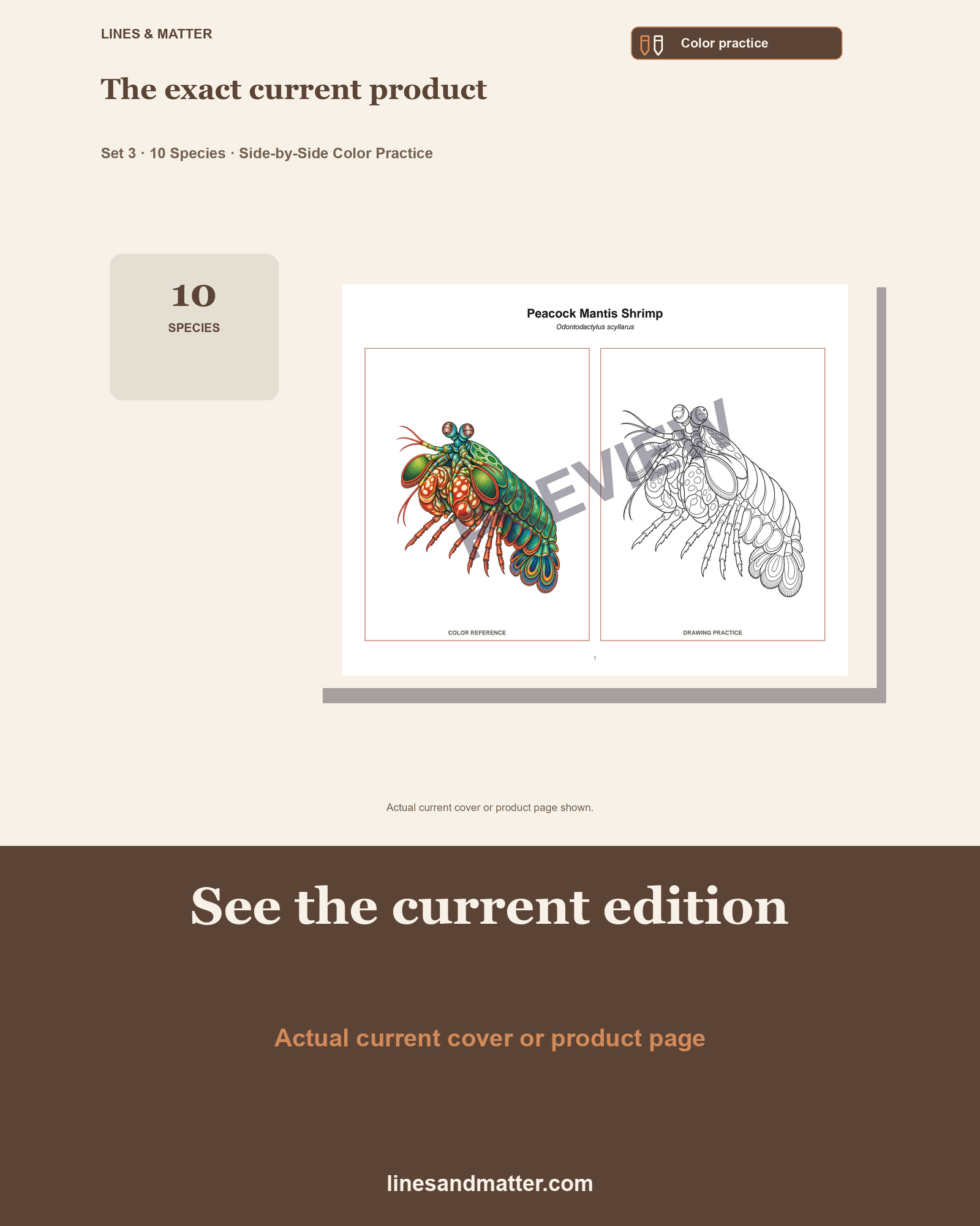 Crustaceans - Volume 1 Coloring Practice Sheets Set 3: 10 Real Species | Printable PDF preview 3