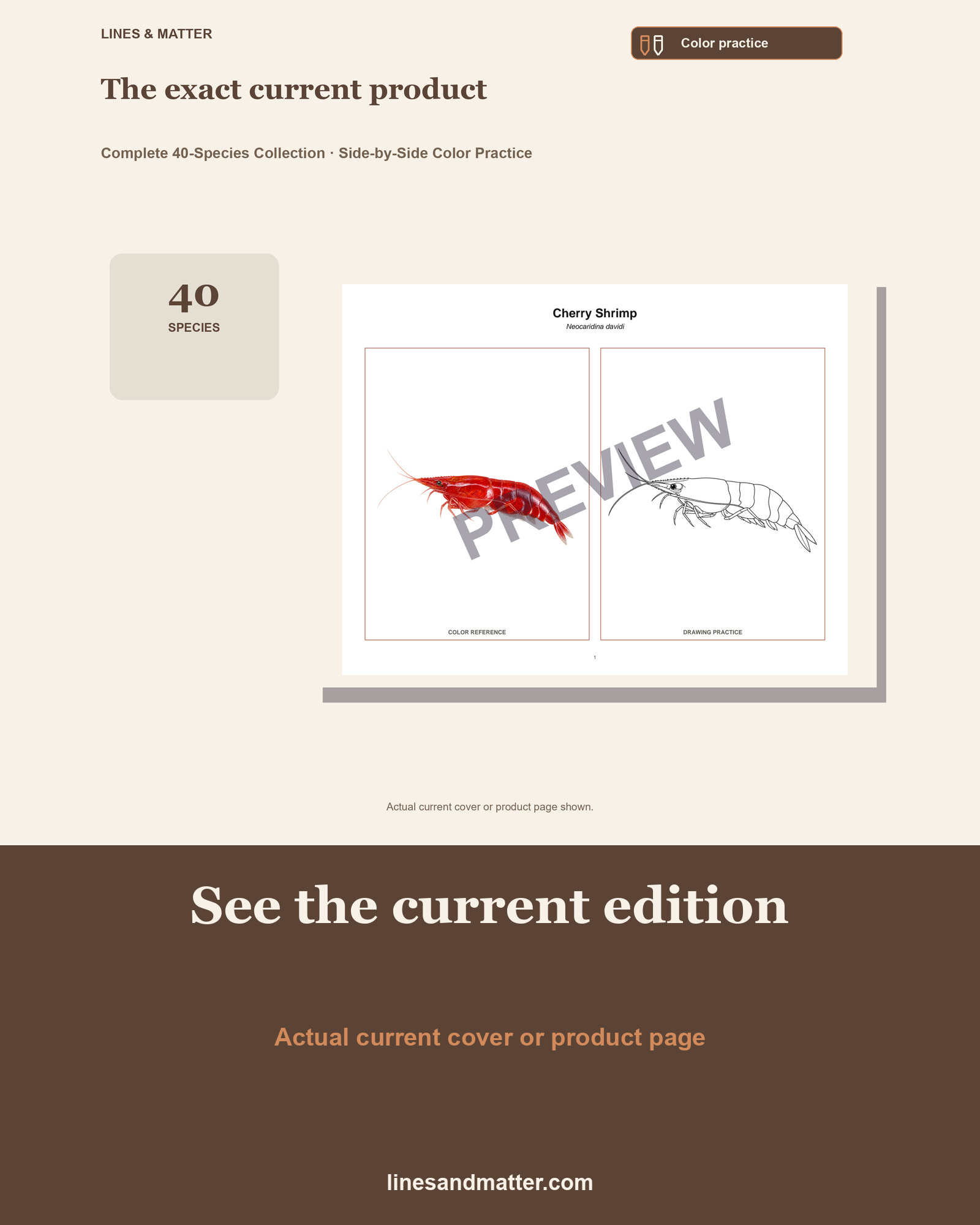 Crustaceans - Volume 1 Coloring Practice Sheets: 40 Real Species | Printable PDF preview 3